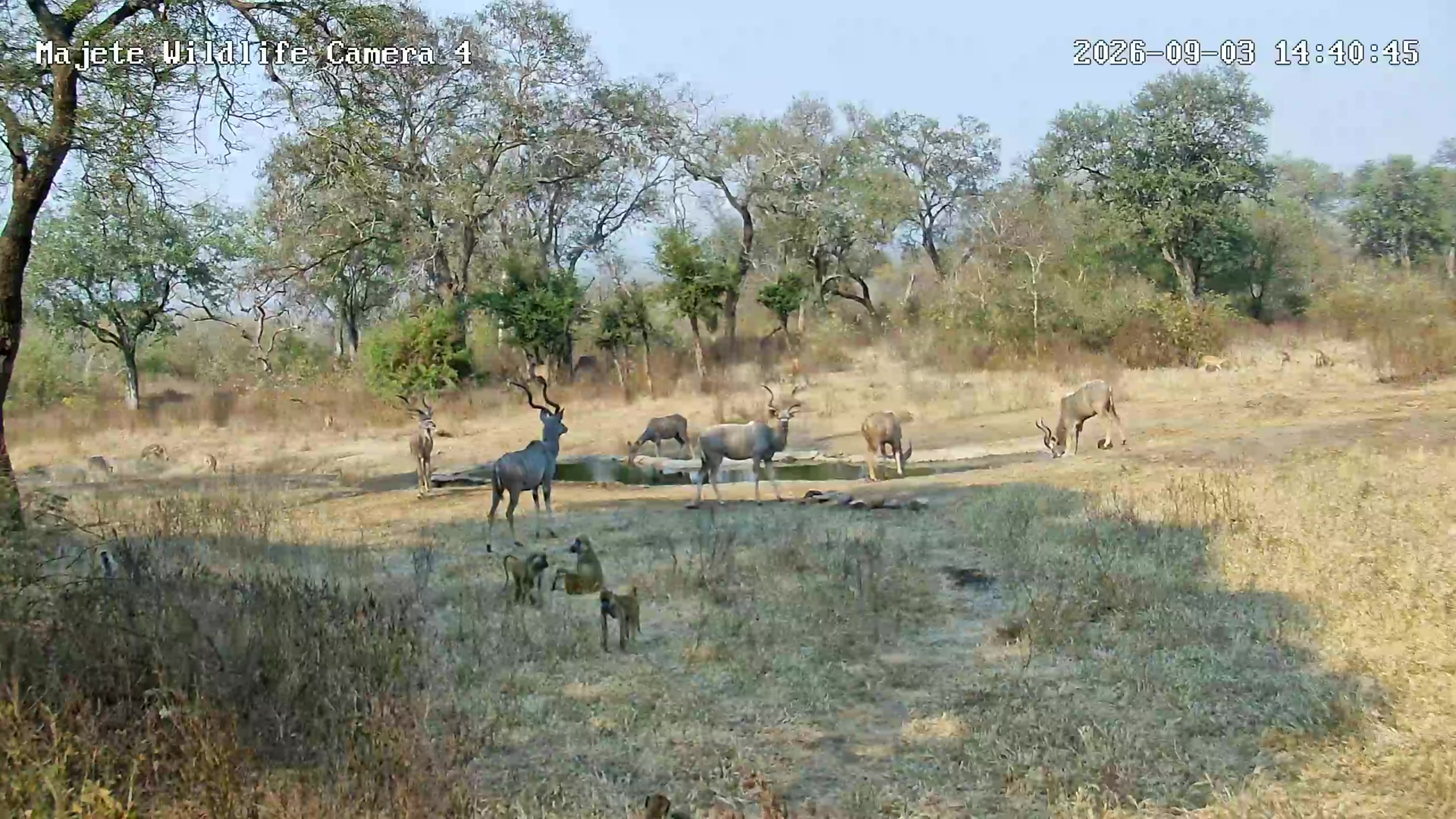 snapshot