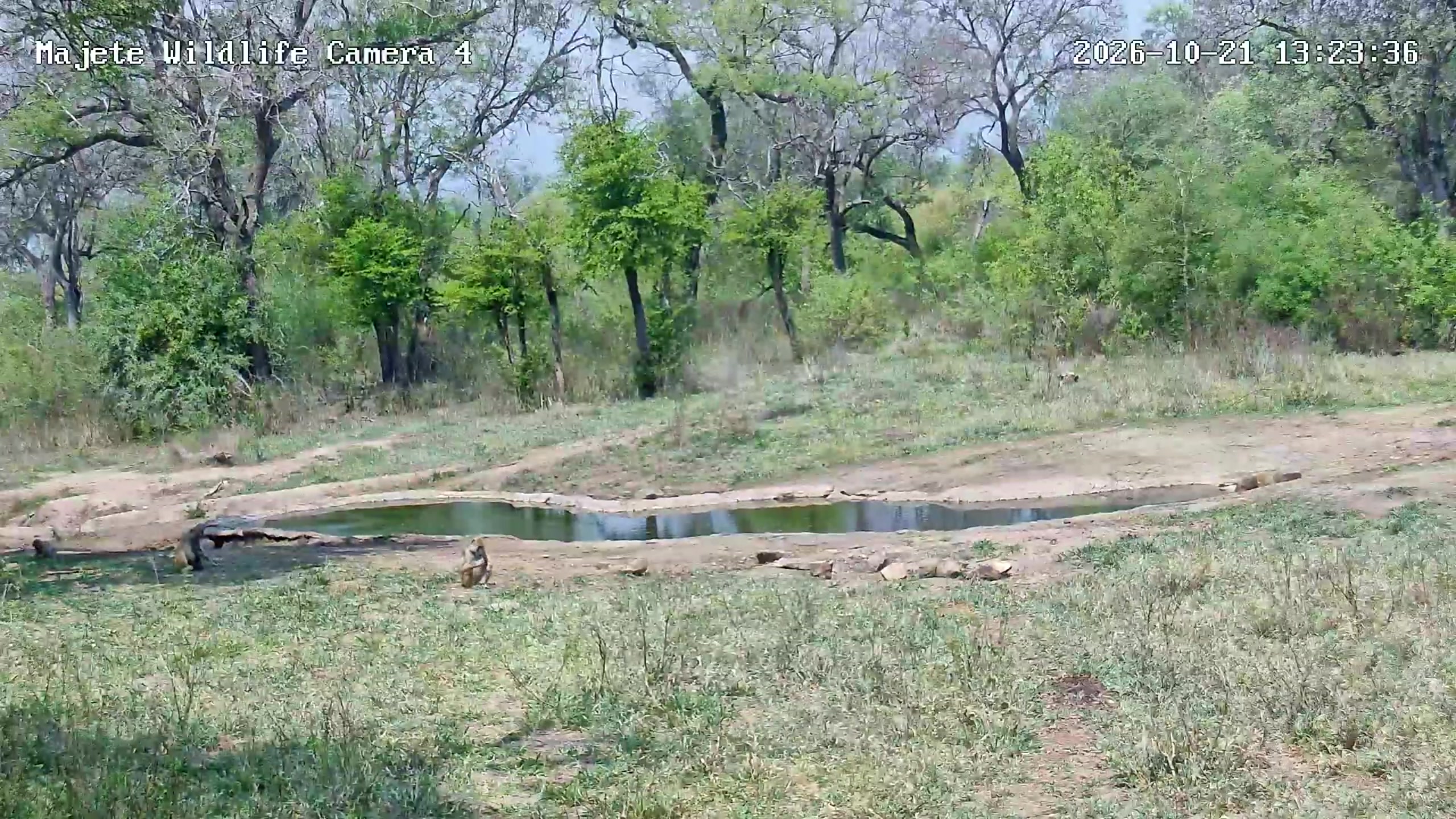 snapshot